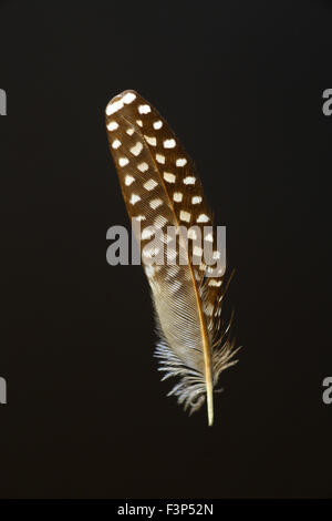 Bird's feather of Double-barred finch (Taeniopygia bichenovii) Stock Photo