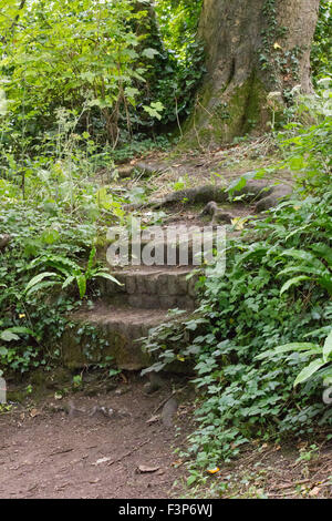 Scenic view of over grown old brick steps in a wood Stock Photo
