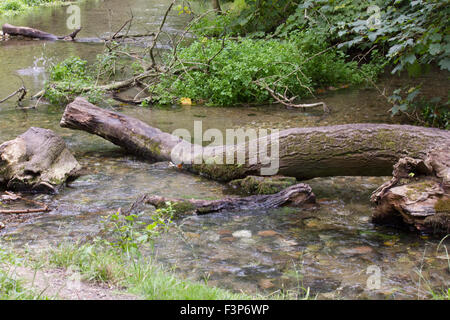 Several Fallen tree trunk in a river Stock Photo
