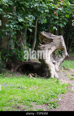 Tree damaged by a powerful storm Stock Photo