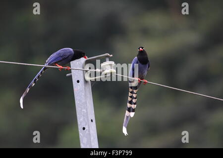 Formosan Blue Magpie or Taiwan Magpie (Urocissa caerulea) in Taiwan Stock Photo