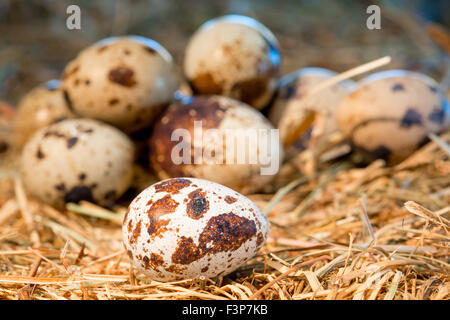 heap of quail eggs in the nest closeup Stock Photo