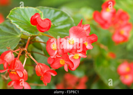 begonia flowers in garden Stock Photo