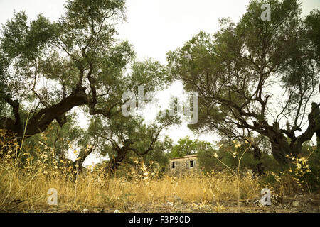 Olive grove. Stock Photo