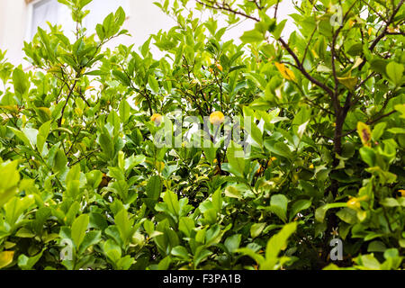 yellow lemons hanging on tree Stock Photo