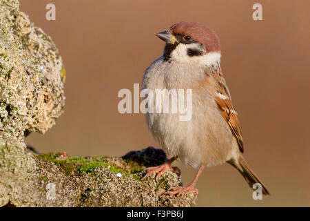 Eurasian Tree Sparrow, Adult perched on a rock, Campania, Italy (Passer montanus) Stock Photo