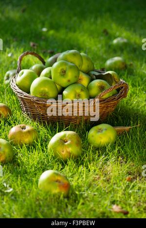 Windfall Bramley apples in basket on lawn. Stock Photo