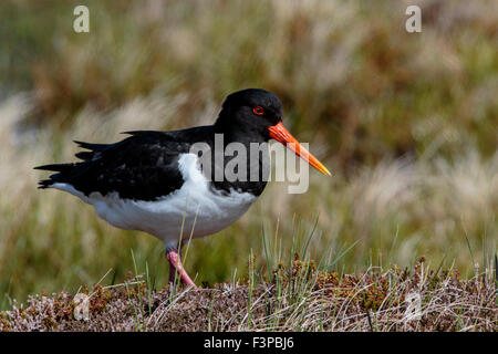 Eurasian Oystercatcher Haematopus ostralegus adult in breeding plumage on moorland Stock Photo