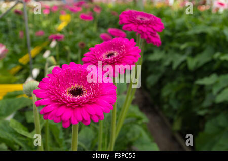 pink gerbera flowers in a greenhouse Stock Photo