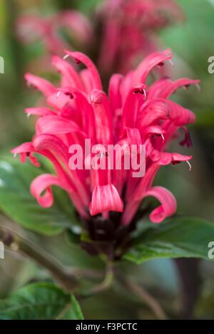 Justicia carnea - Brazilian plume flower, Brazilian-plume, flamingo flower,  jacobinia Stock Photo