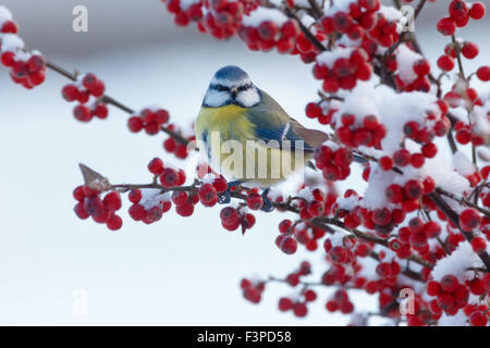 A bluetit sits on a branch of a snow covered pyracantha bush Stock Photo