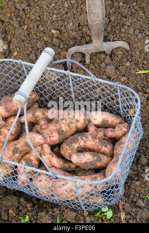 Solanum tuberosum L - 'Pink Fir Apple' Stock Photo