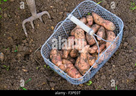 Solanum tuberosum L - 'Pink Fir Apple' Stock Photo