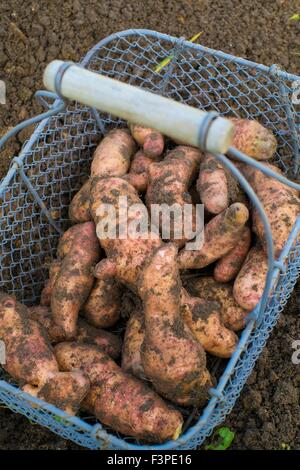 Solanum tuberosum L - 'Pink Fir Apple' Stock Photo