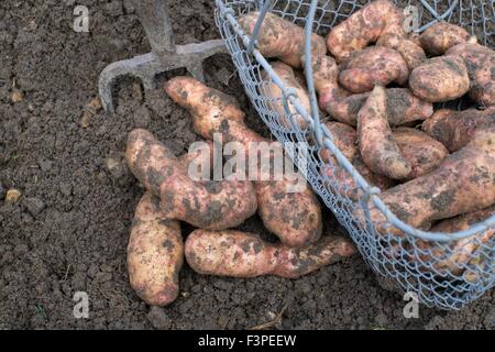 Solanum tuberosum L - 'Pink Fir Apple' Stock Photo