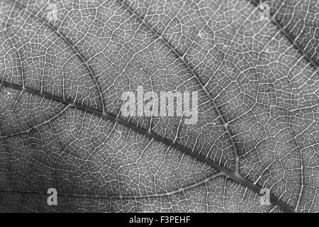 Black and White Leaf Stock Photo