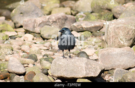 Western Jackdaw (Corvus monedula) standing on a rock. Stock Photo