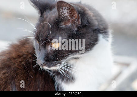 Cute feral black and white kitten. Stock Photo