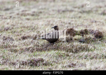 Arctic Skua Stercorarius parasiticus dark phase plumage adult on moorland nest site Stock Photo