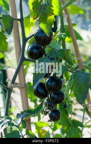 Black tomatoes, Tomato "Indigo Rose" ripening on the vine tomatoes ...