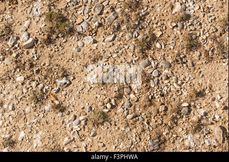 mixed pebbles sand shingle inland colonization of grasses on exposed sand dune surface Stock Photo