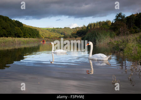 River Camel, Mute Swans; Cygnus olor Two on River; Wadebridge; Cornwall; UK Stock Photo