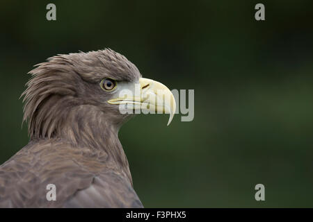 White Tailed Sea Eagle Haliaeetus albicilla Single; Captive Portrait Northumberland; UK Stock Photo