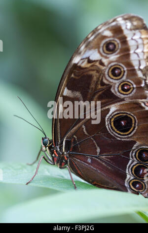 Owl Butterfly (Caligo memnon). Stock Photo