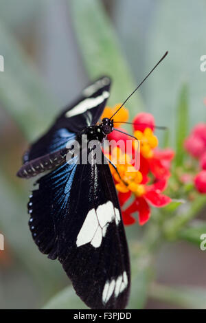 A Great Eggfly Butterfly (Hypolimnas bolina) feeding on a plant Stock Photo