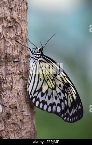 Tree Nymph Butterfly (Idea Leuconoe) holding on to a piece of tree bark. Stock Photo