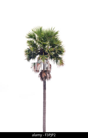 Yalangoch Julia Palm Yalangoch Julia Palm