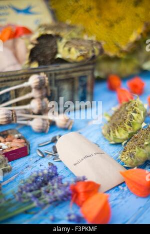 Saving garden seeds in home made envelopes and vintage containers. Stock Photo