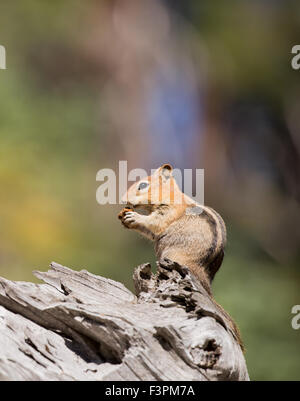 Golden-mantled Ground Squirrel Stock Photo