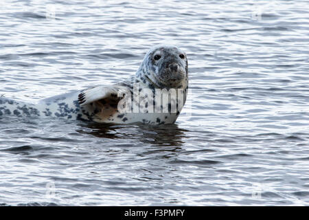 Atlantic Grey Seal Halichoeus gryps adult female on a rock in the sea Stock Photo