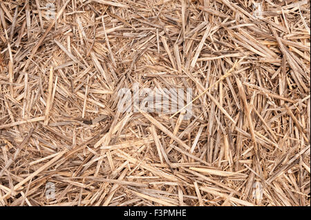 weathered sun bleached straw used as organic weed suppressor in agriculture to also keep in moisture and sun off roots of crops Stock Photo