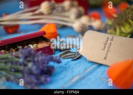 Saving garden seeds in home made envelopes and vintage containers. Stock Photo