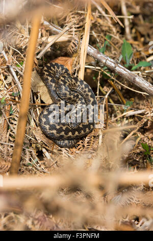 A female Adder (Vipera berus) coiled amongst dried bracken, Brede High Woods, East Sussex, UK Stock Photo