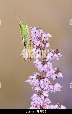 A Meadow Grasshopper, resting on flowering heather against a clean, isolated background. Brede High Woods, East Sussex, UK Stock Photo