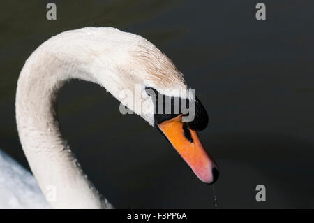 Close of of a Mute Swan head and neck, Hampden park, Eastbourne, East Sussex, UK Stock Photo