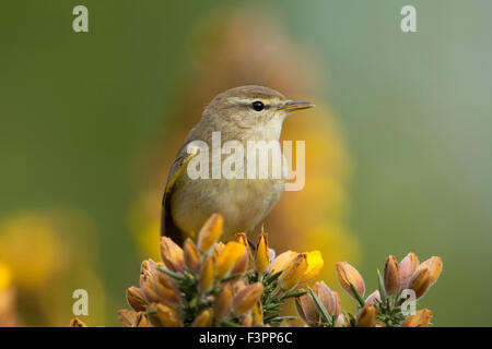 A Willow Warbler displaying while perched on gorse sprig, spring, Ashdown Forest, East Sussex, UK Stock Photo