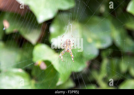 Spider sitting in the middle of his web Stock Photo