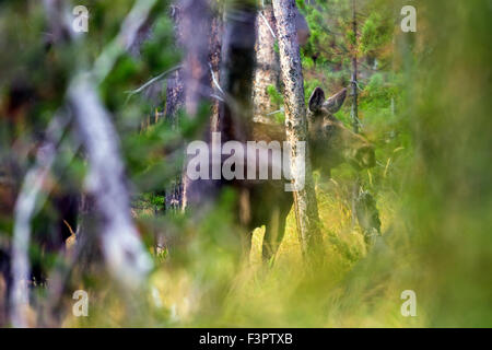 Moose (Alces alces) in thick woods, Rocky Mountain National Park, Colorado, USA Stock Photo