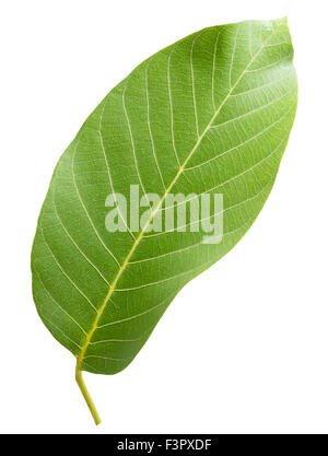 walnut leaf isolated on the white background. Stock Photo
