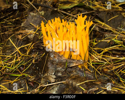British Yellow Antler Fungus Calocera Viscosa growing in forestry woodland. Stock Photo