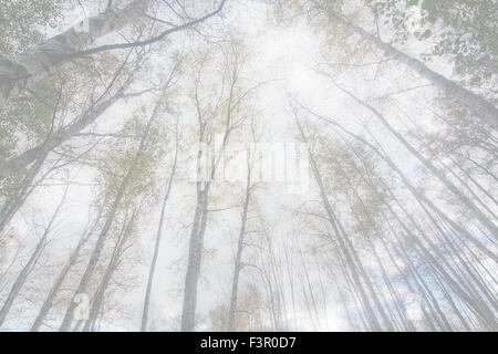 Tree crowns against the sky, Stockholm, Sweden in October. Stock Photo