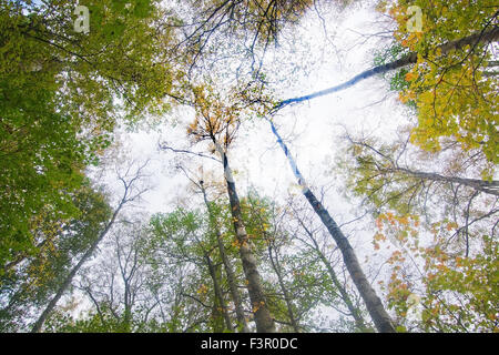 Tree crowns against the sky, Stockholm, Sweden in October. Stock Photo