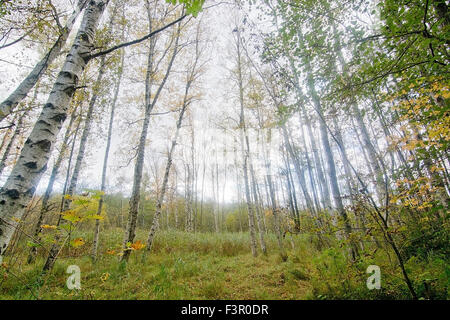 Tree crowns against the sky, Stockholm, Sweden in October. Stock Photo