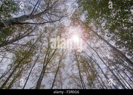 Tree crowns against the sky, Stockholm, Sweden in October. Stock Photo