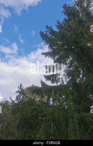 Old spruce tree with cones against sky, Stockholm, Sweden in October. Stock Photo