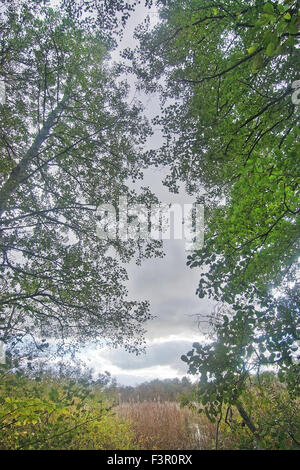 Tree crowns against cloudy sky, Stockholm, Sweden in October., Stockholm, Sweden in October. Stock Photo